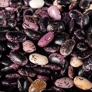 Climbing Beans- Scarlet Runner