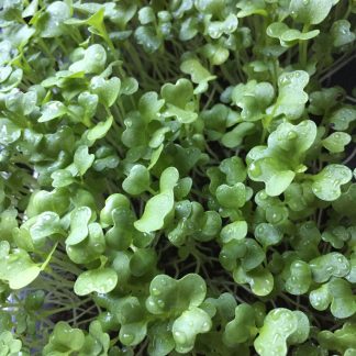 Microgreens