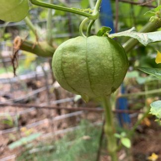 Toma Verde Tomatillo