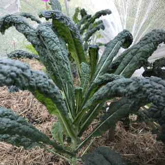 Tuscan Kale