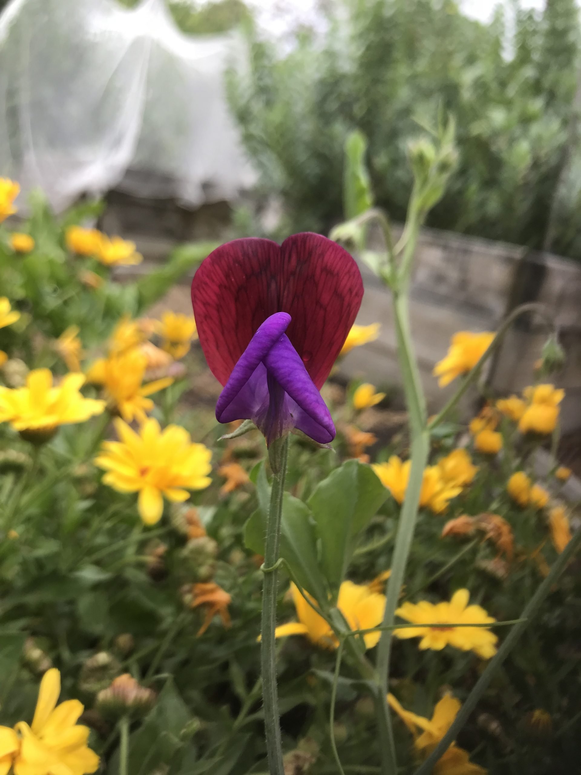 Matucana Sweet Peas Matucana Sweet Peas