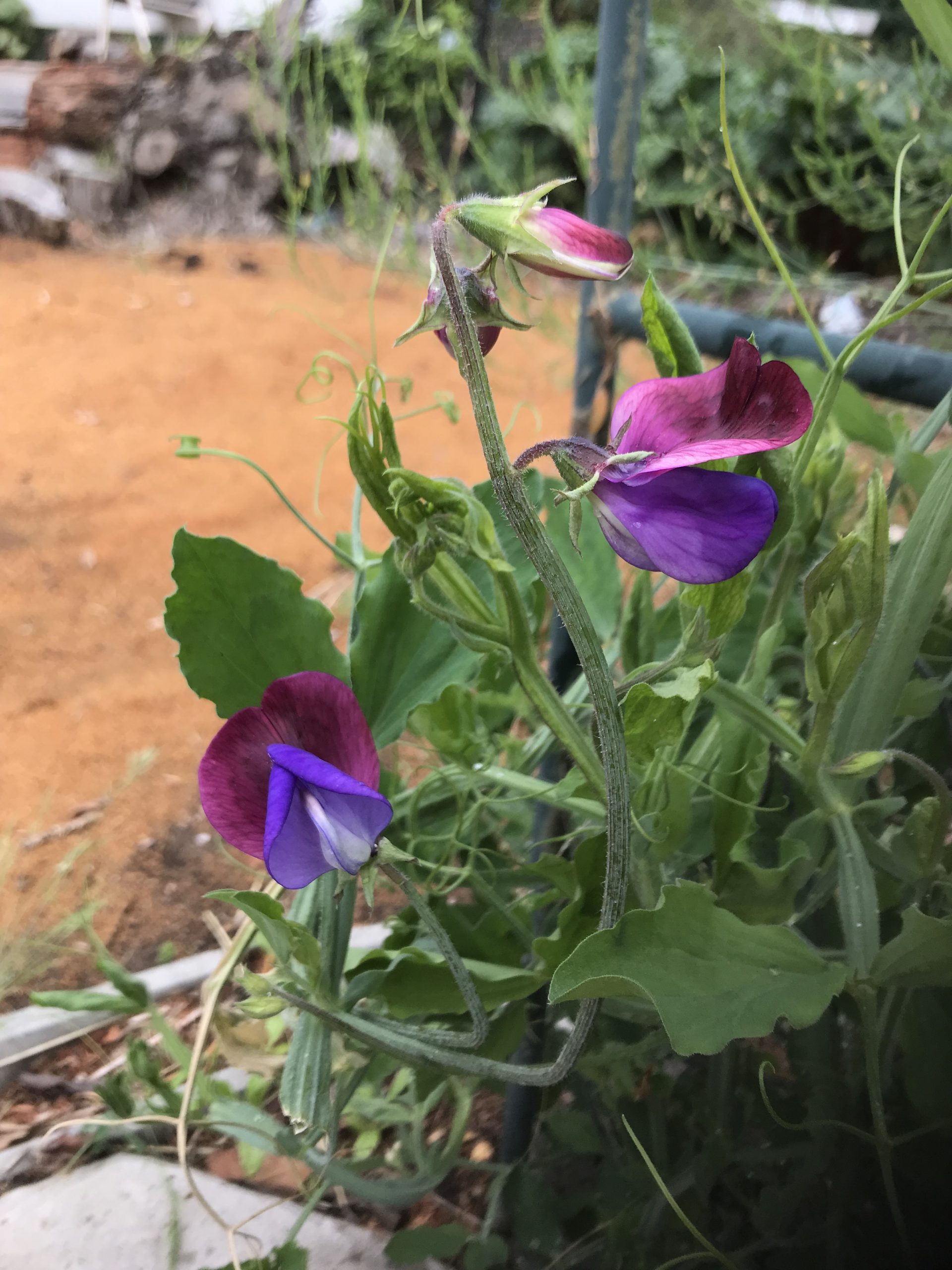 Matucana Sweet Peas Matucana Sweet Peas - Image 2