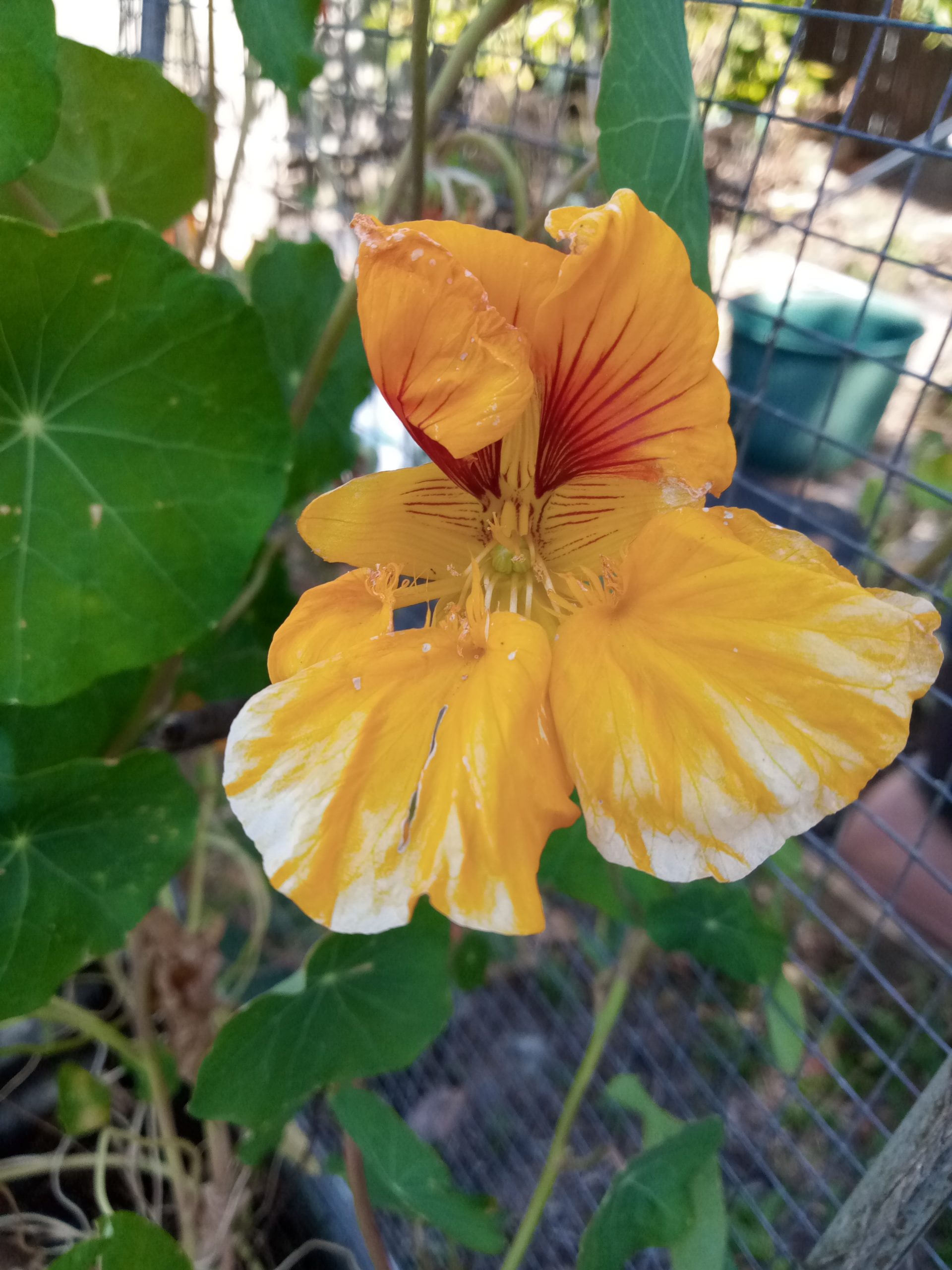 Nasturtium - Orange variegated Nasturtium - Orange variegated