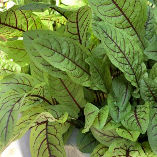 Red Veined Sorrel