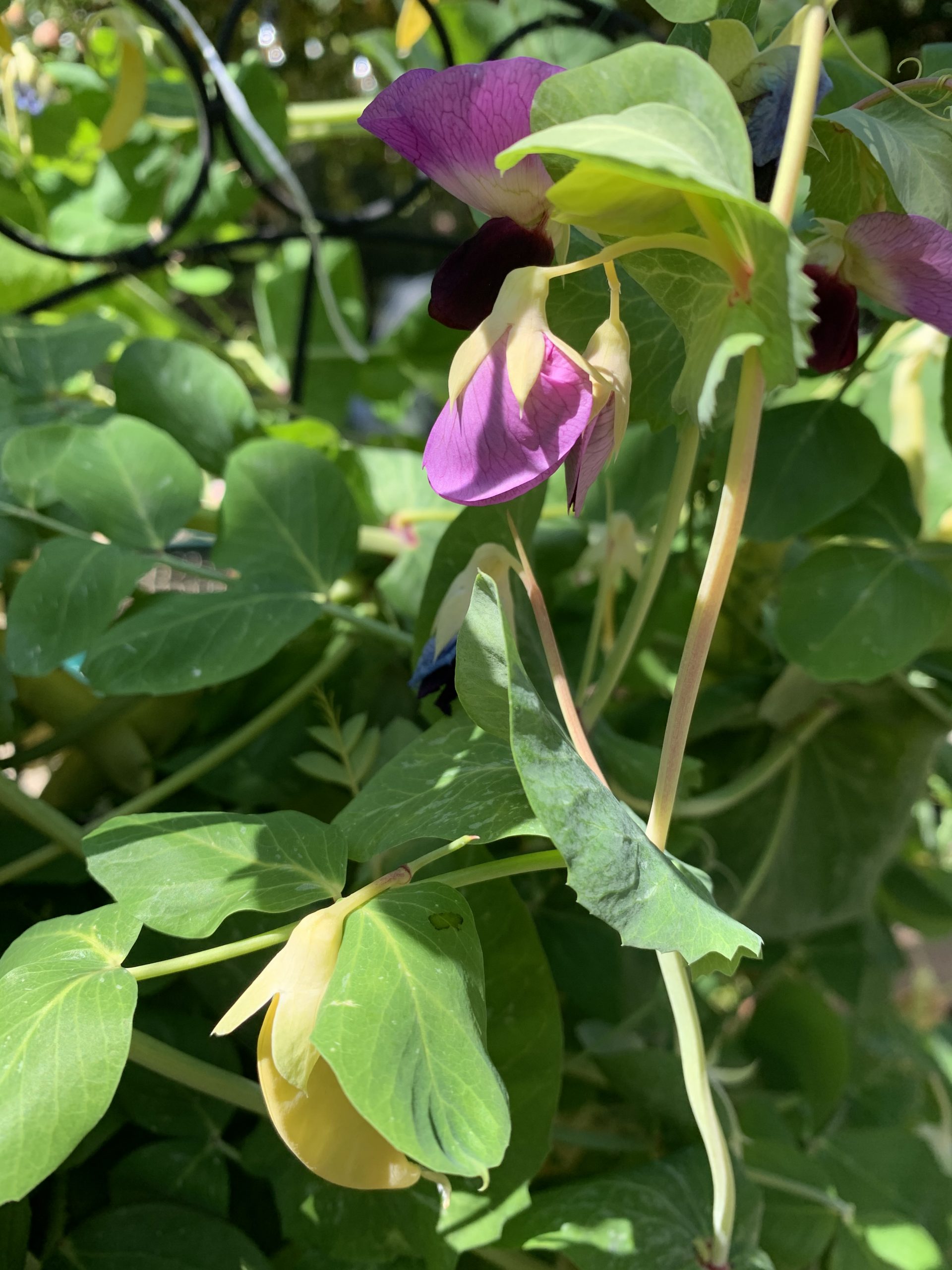 Peas - Golden Podded Peas - Golden Podded - Image 2