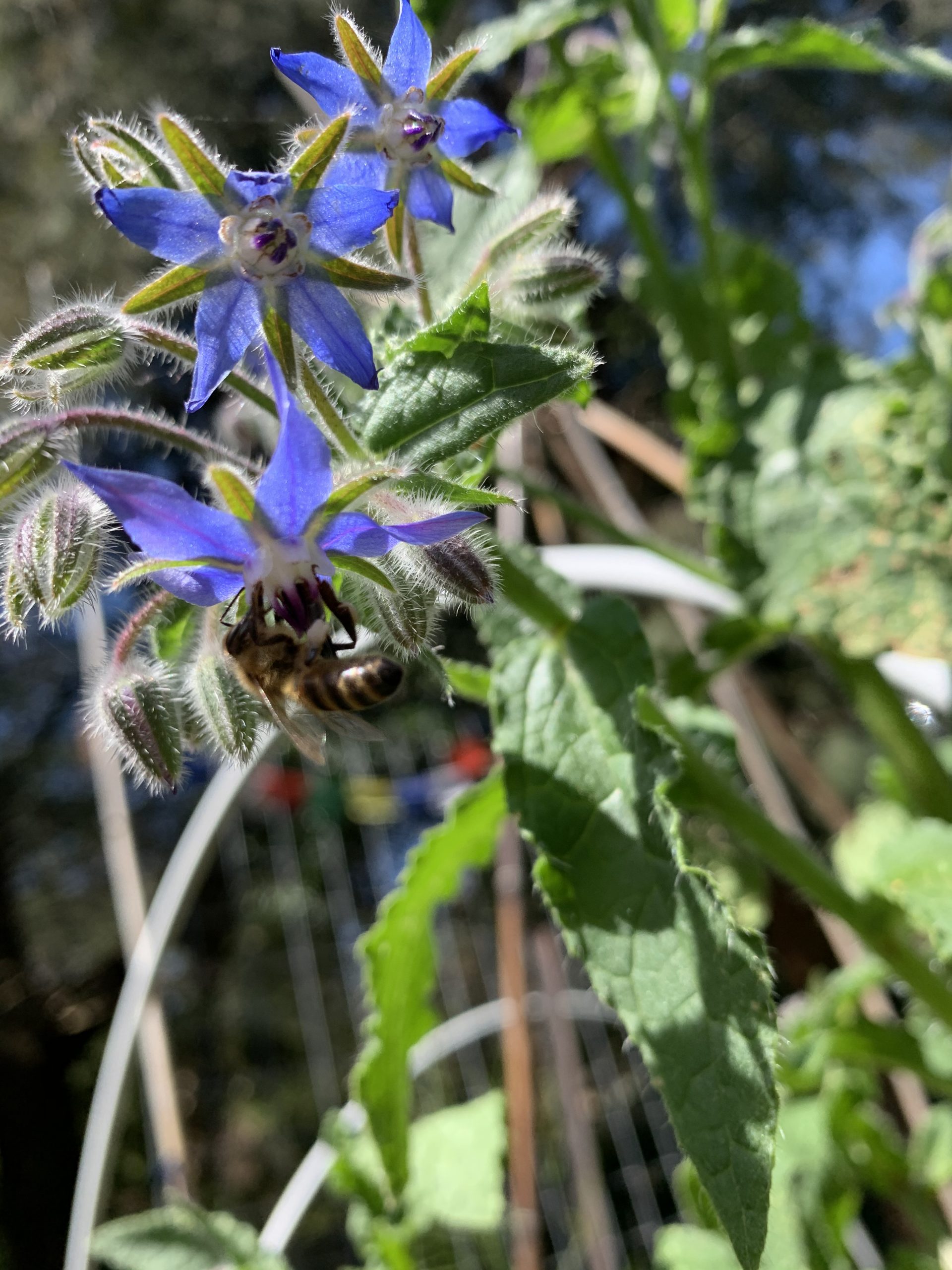 Borage - Blue Borage - Blue - Image 3