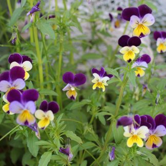 Viola "Heartsease"