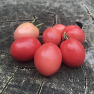 Tomato - Thai Pink Egg