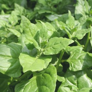 Warrigal Greens / NZ Spinach
