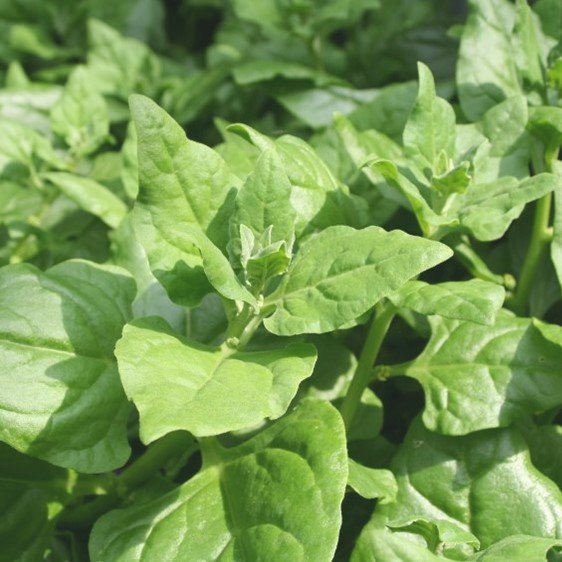 Warrigal Greens / NZ Spinach Warrigal Greens / NZ Spinach