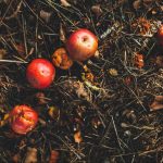 How to Compost at Home for Beginners How to Compost at Home for Beginners