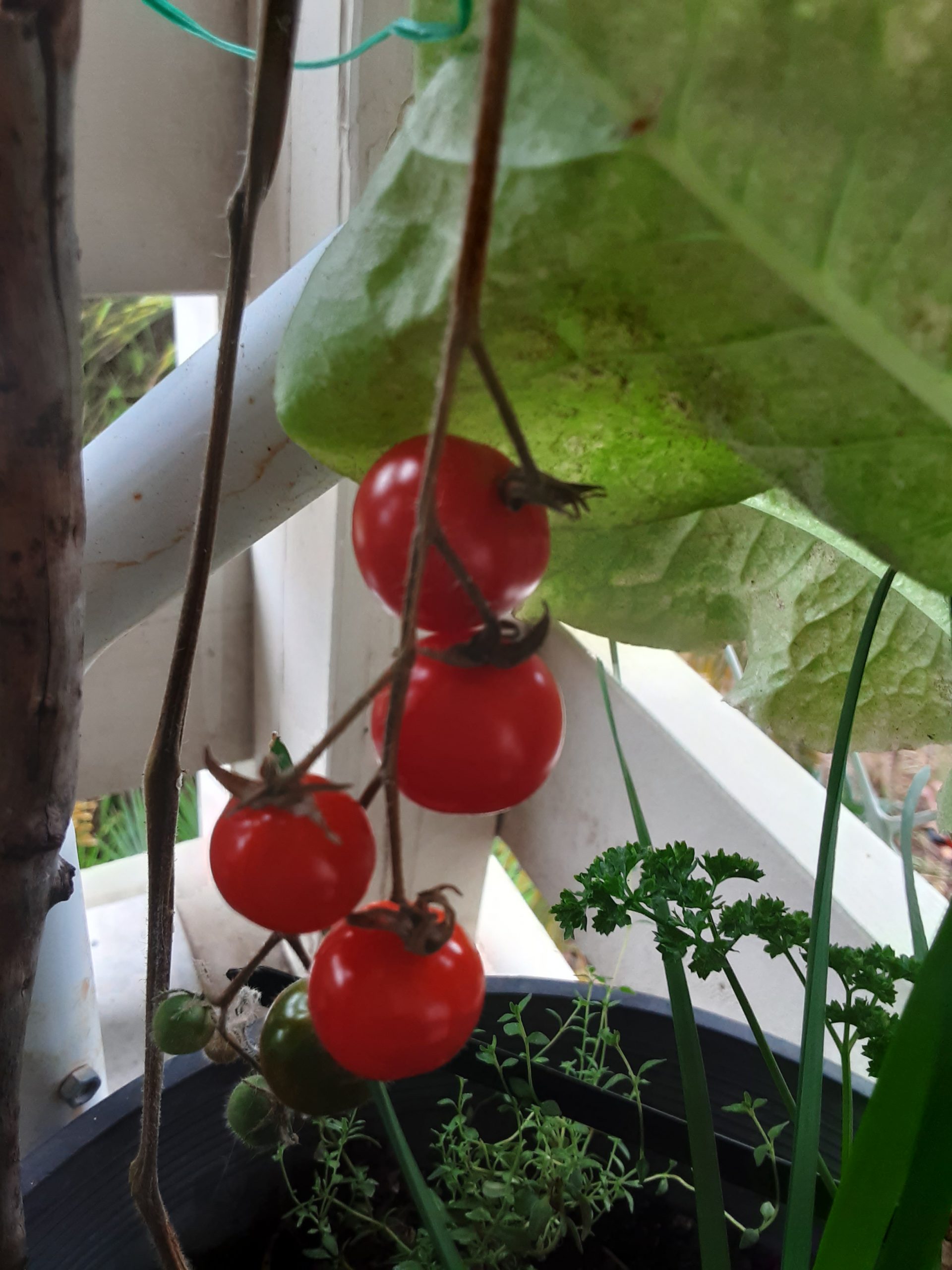 Wild Sweetie Tomato Wild Sweetie Tomato