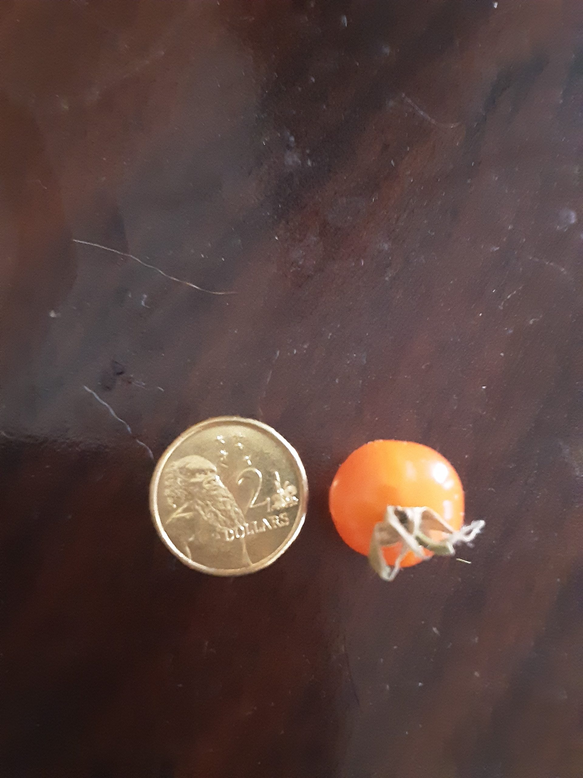 Wild Sweetie Tomato Wild Sweetie Tomato - Image 2