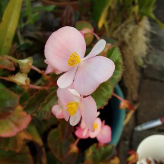 Begonia - Candy Pink