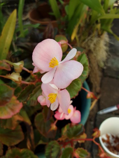 Begonia - Candy Pink