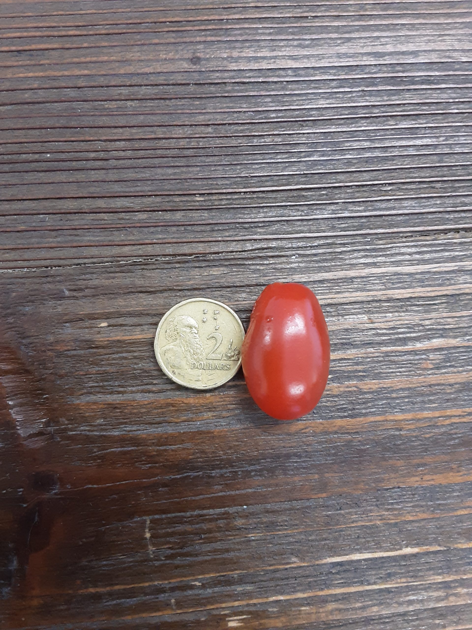 Micro Roma Tomato Micro Roma Tomato - Image 3