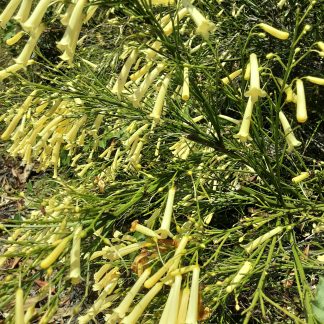 Yellow Glow Fountain Bush
