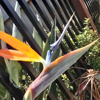 Bird Of Paradise (Strelitzia reginae)