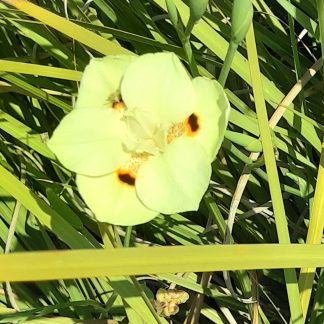 Dietes Bicolor - Peacock flower