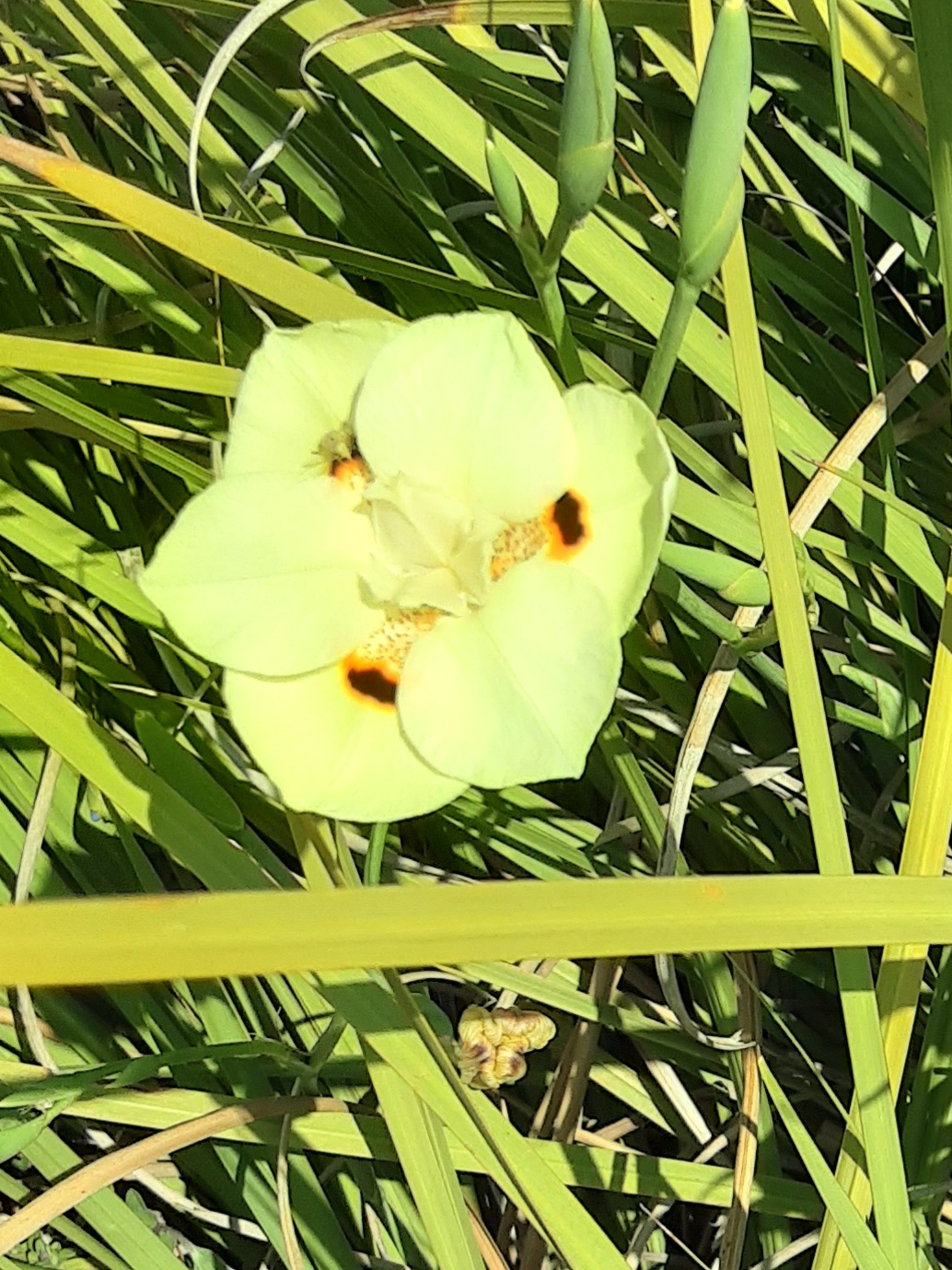 Dietes Bicolor - Peacock flower Dietes Bicolor - Peacock flower