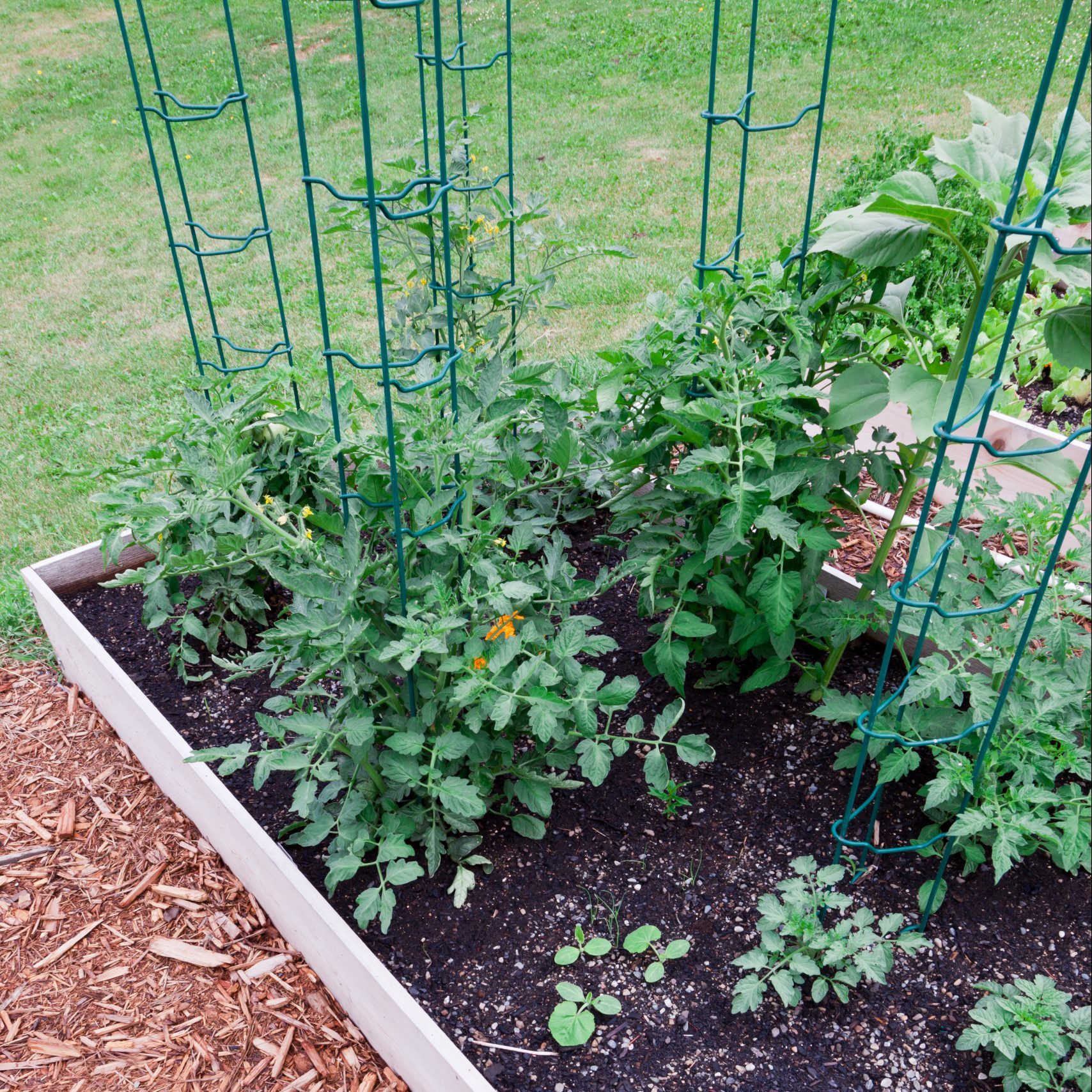 4 Simple Ways To Support Tomato Plants Local Seeds