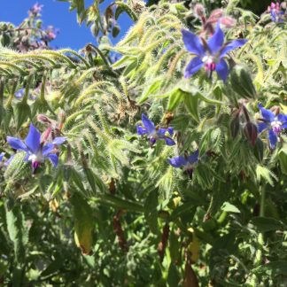Borage