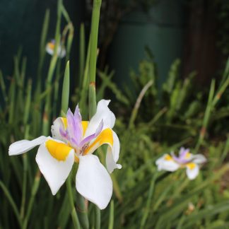 Dietes Grandiflora