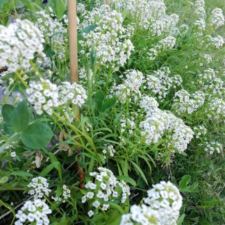 Alyssum Carpet of Snow