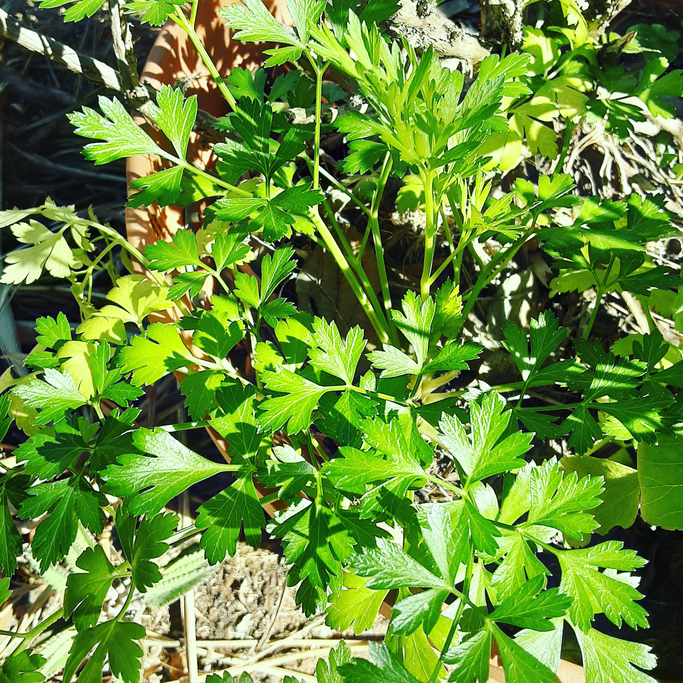 Italian Flat Leaf Parsley Local Seeds