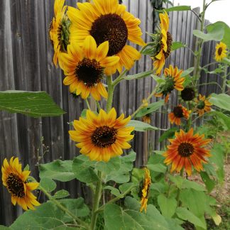 Sunflower Evening Sun