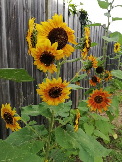 Sunflower Evening Sun