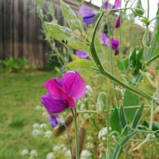 Sweet Pea Cupani