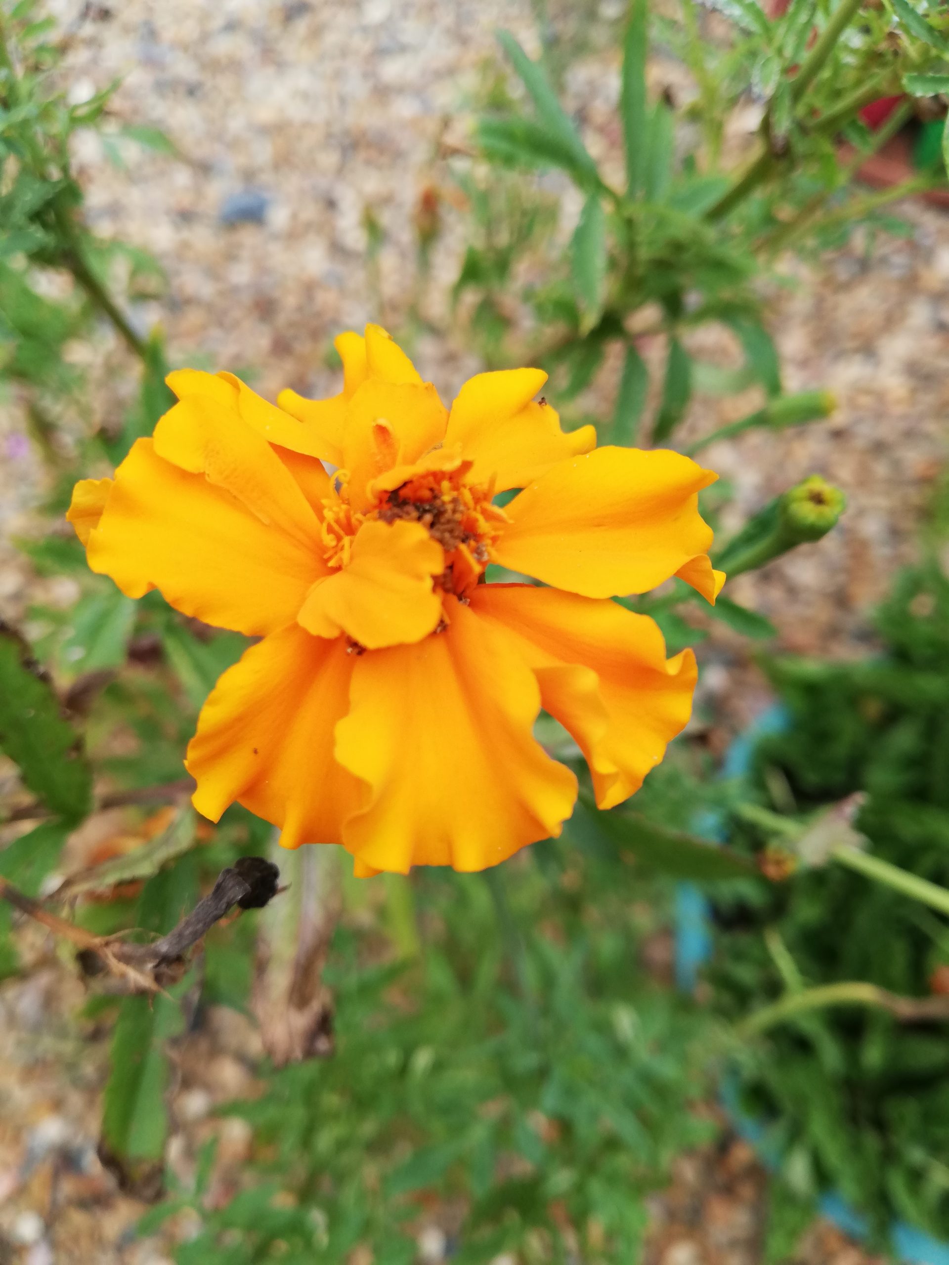 Marigold African Crackerjack Marigold African Crackerjack