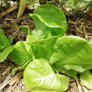 Lettuce Green Mignonette