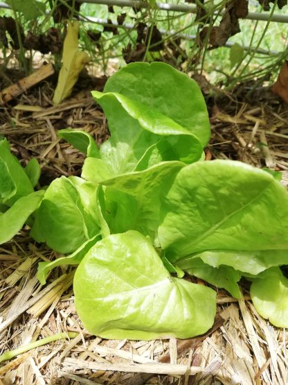 Lettuce Green Mignonette
