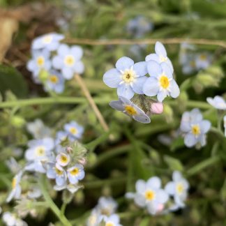 Forget Me Nots