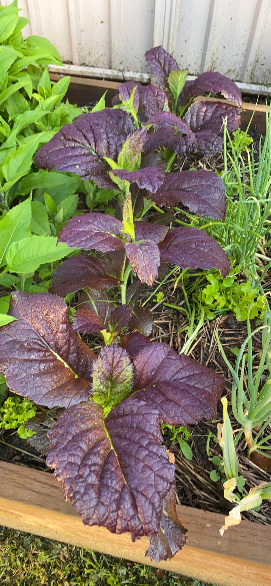 Mustard Red Giant Mustard Red Giant