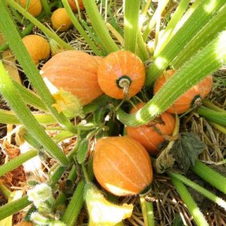 Golden Nugget Pumpkin