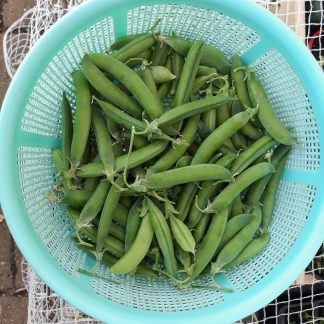 Sugar Snap Pea