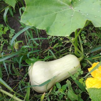 Butternut Pumpkin