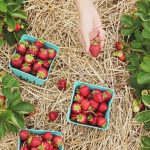 What is the best mulch for your garden? what is the best mulch for gardens