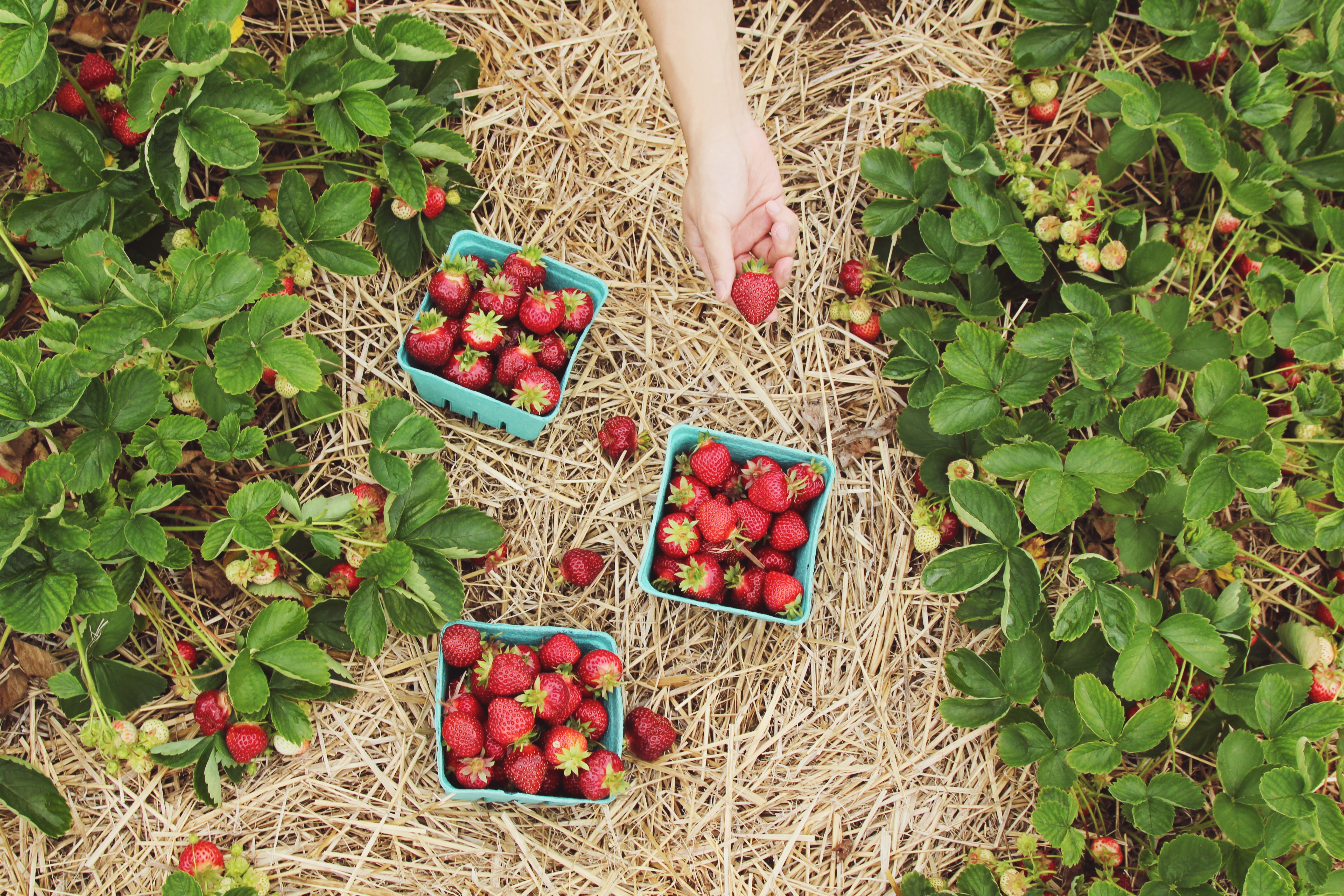 what is the best mulch for gardens