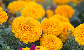 African Marigold - Cracker Jack