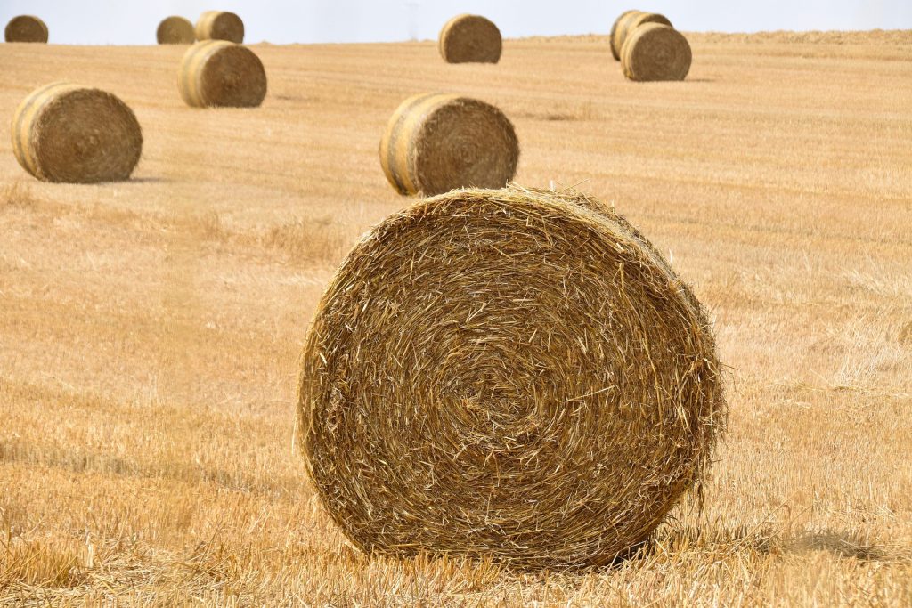 hay or straw mulch