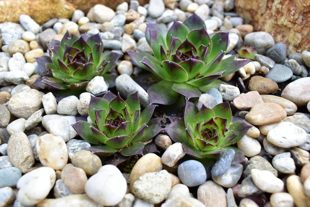 rocks mulch