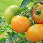 4 simple ways to support tomato plants support tomato plants