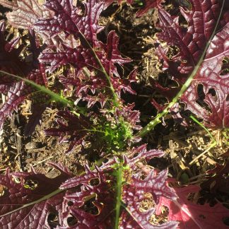 Bulk Purple Mizuna Lettuce