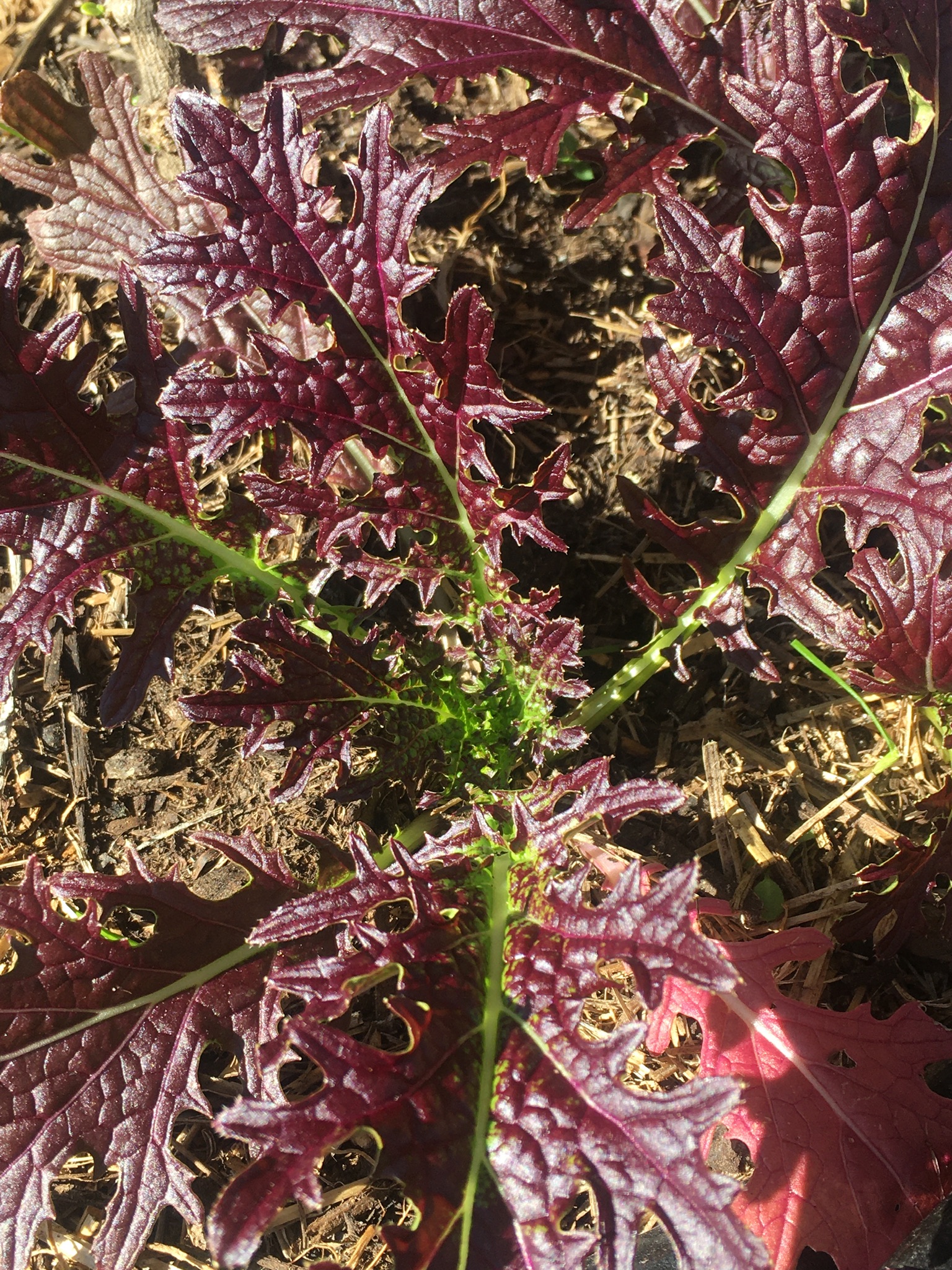 Bulk Purple Mizuna Lettuce Local Seeds