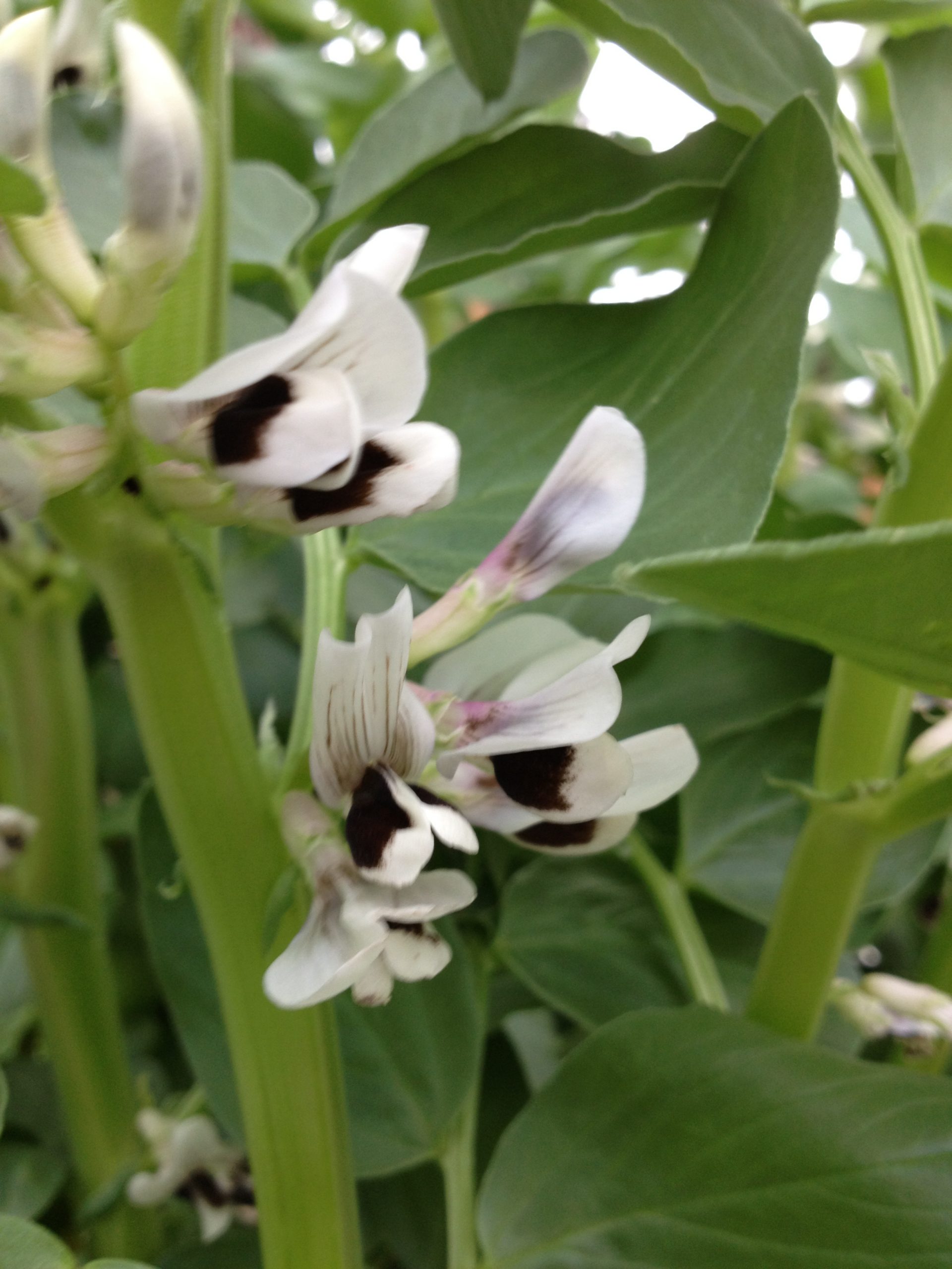 Broad Beans- Coles Early Broad Beans- Coles Early