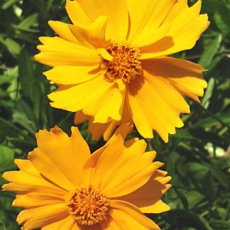 Coreopsis 'Sunshine Superman'